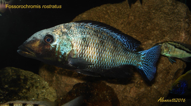 Fossorochromis rostratus